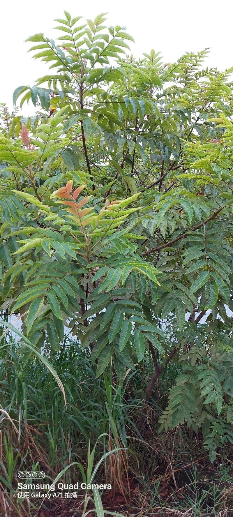 Red cedar with characteristic feathered foliage