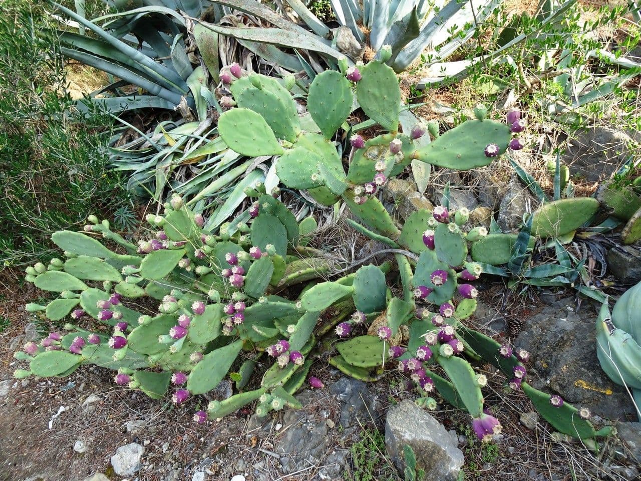 Opuntia stricta cactus with upright flat stems and yellow flowers