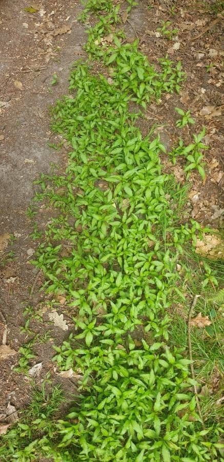 Water-pepper plant with red-tinged foliage and delicate flowers