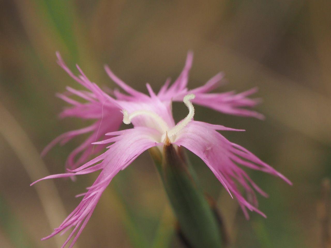 Oeillet de Montpellier en fleur sur un talus ensoleillé