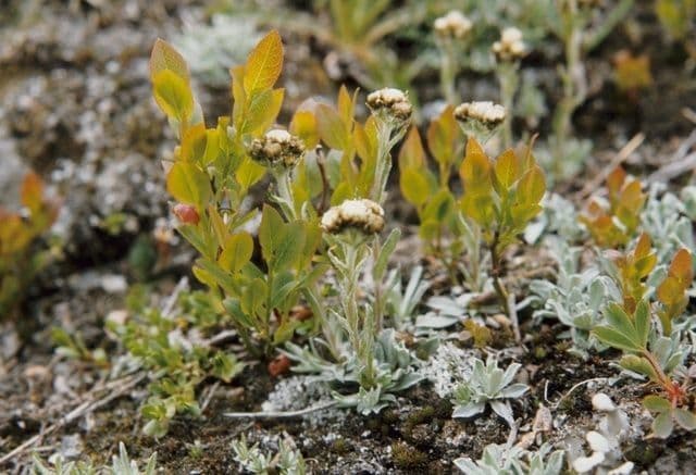 Antennaria alpina white flowers and silvery foliage