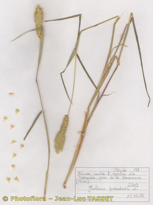 Phalaris paradoxa mit bizarren, auffallenden Blutenahren