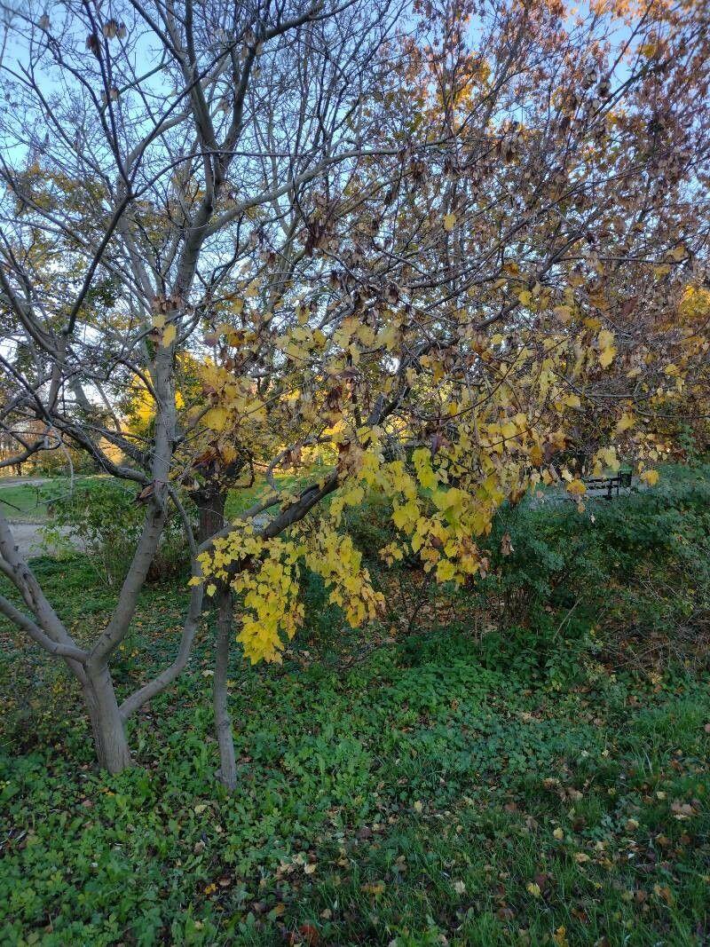 Tataarse esdoorn in herfstkleuren, met geelbruine bladeren en rode vruchten