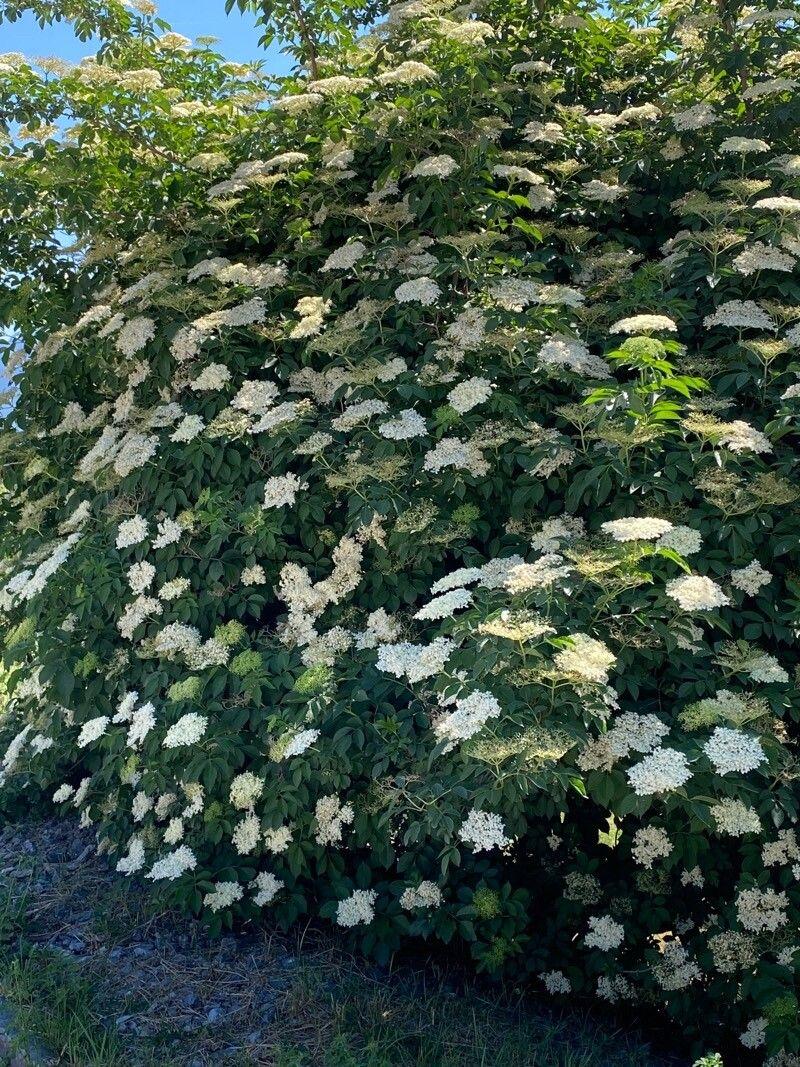 Kanadischer Holunder in voller Blüte mit weißen Blütendolden in einem sonnigen Gartens