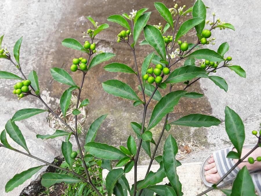 Solanum diphyllum bloemen en bessen in groei