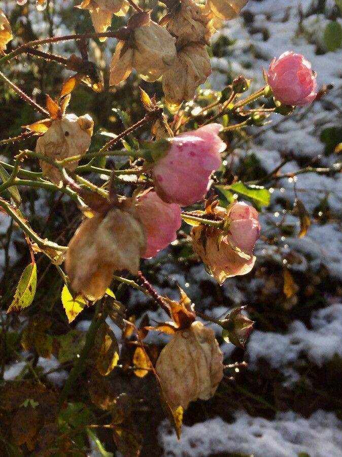 Eine blühende Essig-Rose in voller Sonne, mit tiefroten Blüten und glänzendem Laub in einem naturnahen Garten