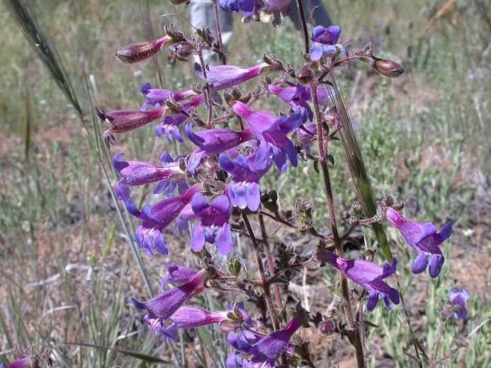 Penstemon roezlii mit roehrenfoermigen blauvioletten Blueten auf aufrechten Stielen in felsigem Gelande