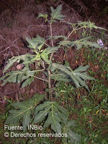 Solanum nudum Wildbeere mit weißen Blüten und roten Beeren