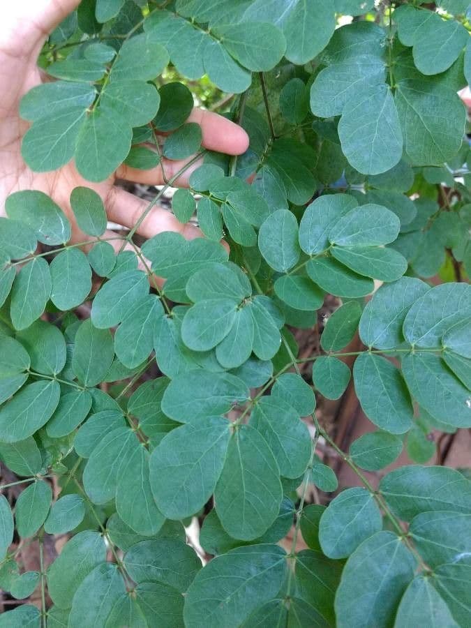 Cat's claw leaves