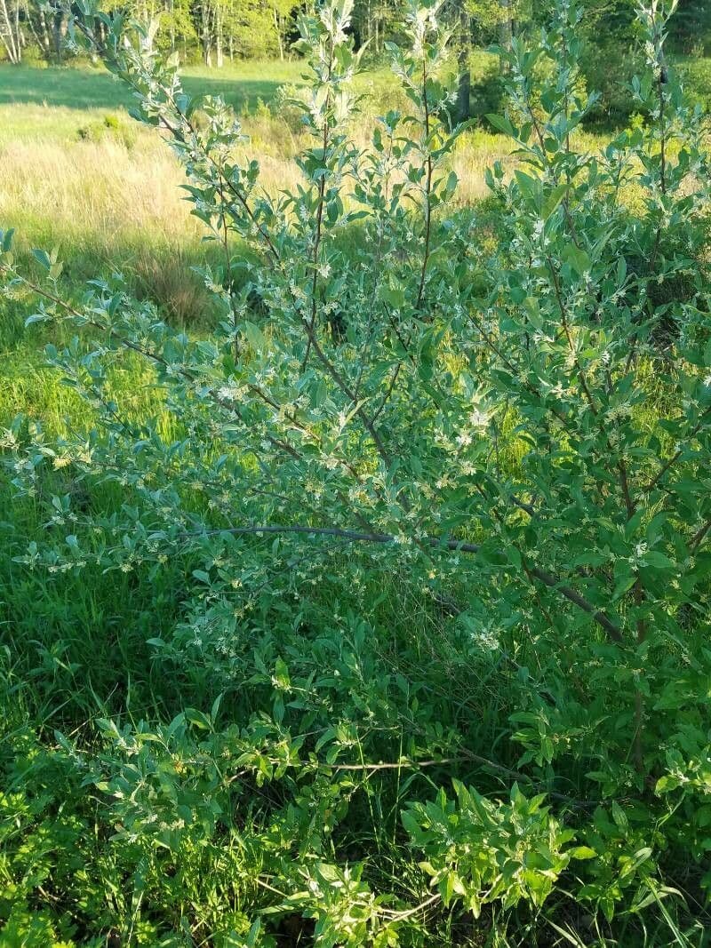 Spreading oleaster with characteristic berries