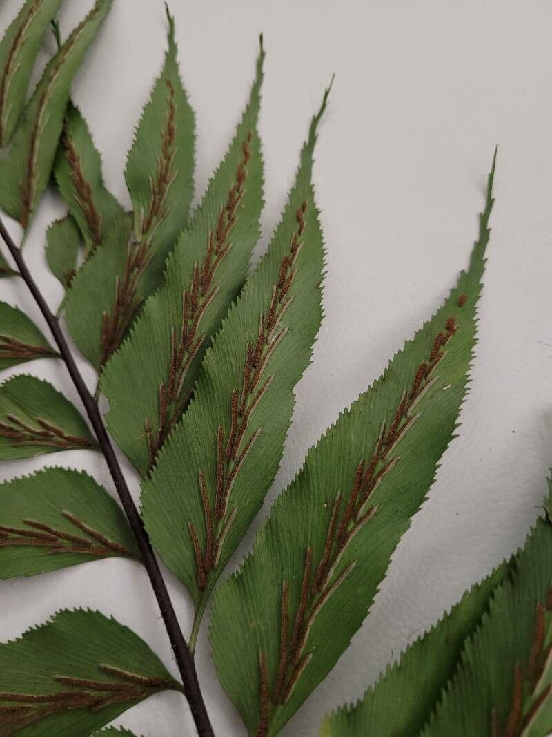 Creeping Spleenwort fern with finely divided fronds