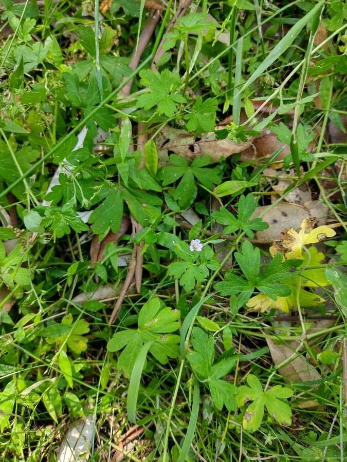 Geranium homeanum toont kleine roze bloemen en verfijnde bladeren in mediterrane setting
