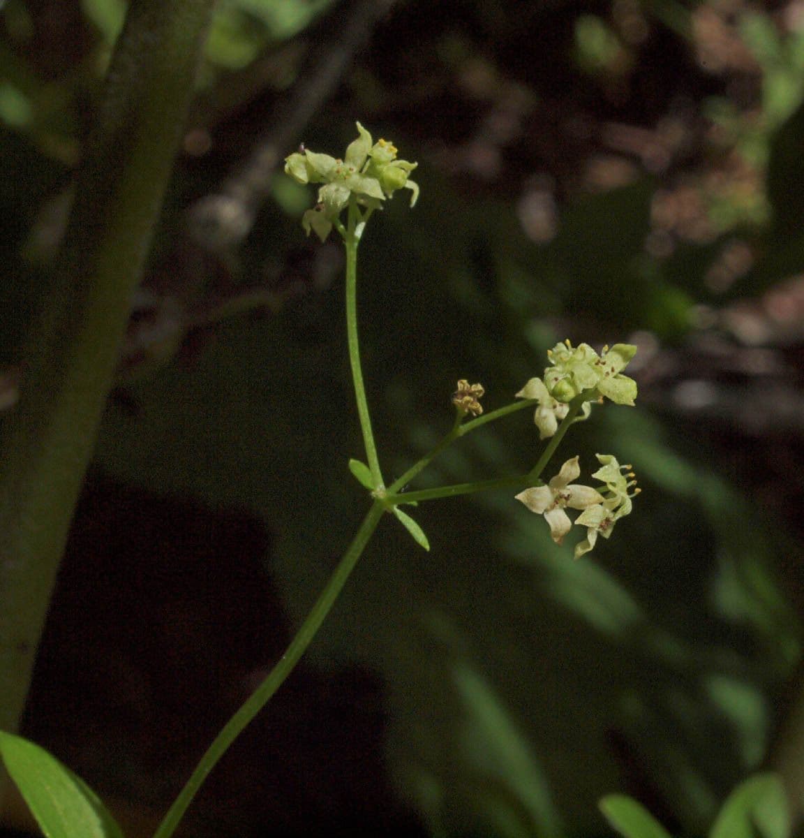 Galium oreganum mit feinen quirligen Blaettern auf einem licht beschatteten Waldboden