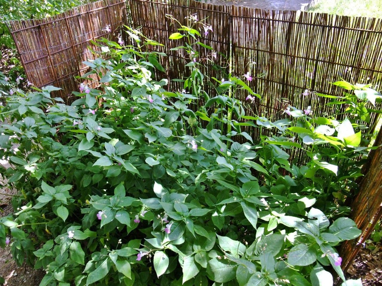 Balfour-Springkraut mit violetten und weißen Blüten