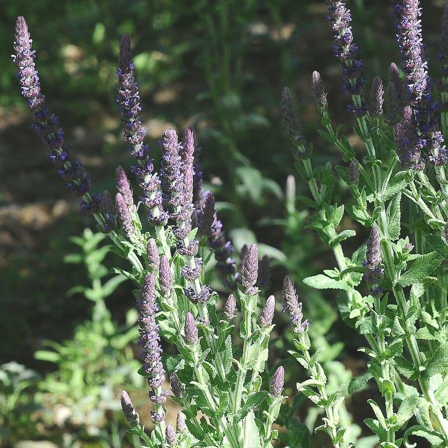 Plante Nepeta tuberosa avec fleurs pourpres dans un jardin mediterraneen