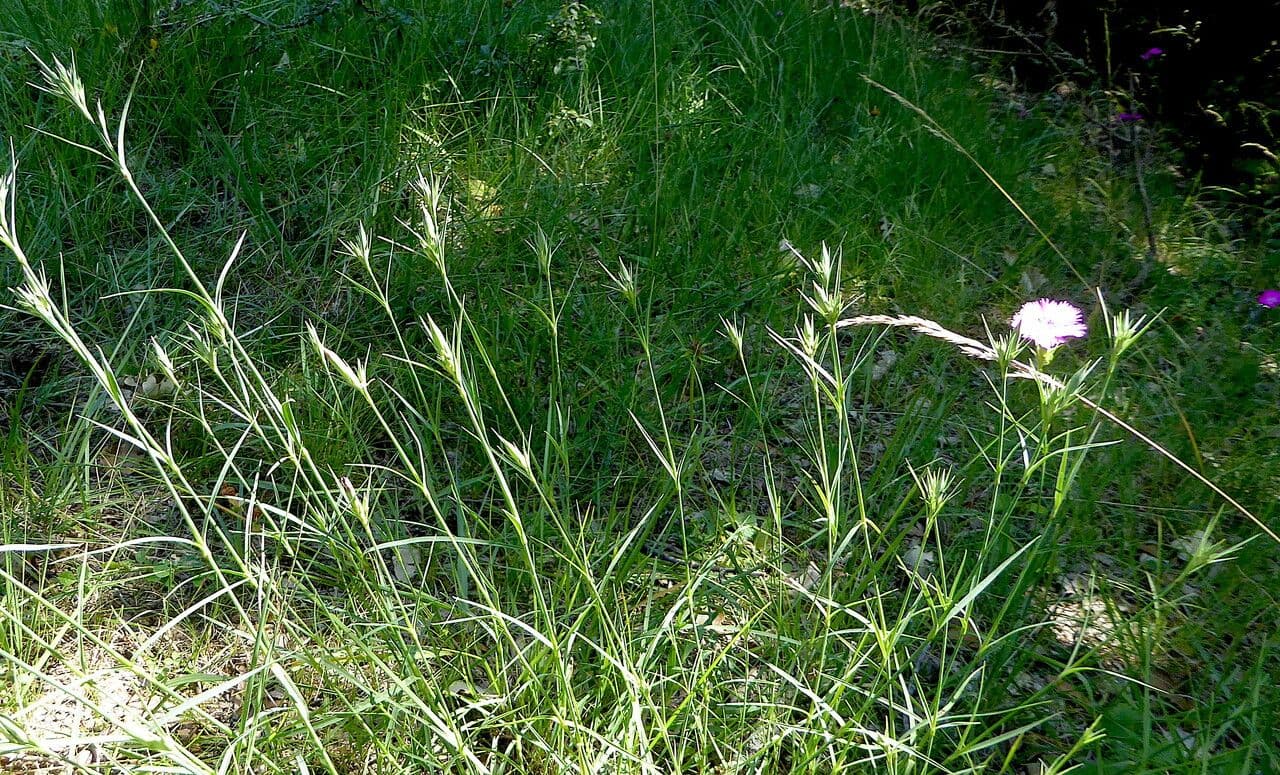 Dianthus furcatus mit rosa-violetten Bluten in alpiner Umgebung