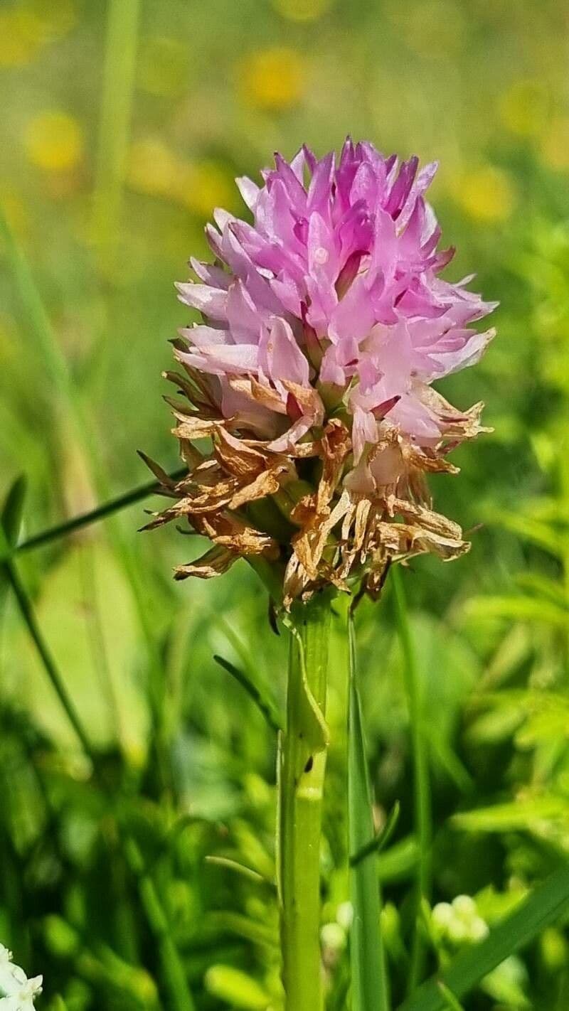 Gymnadenia lithopolitanica flower spike