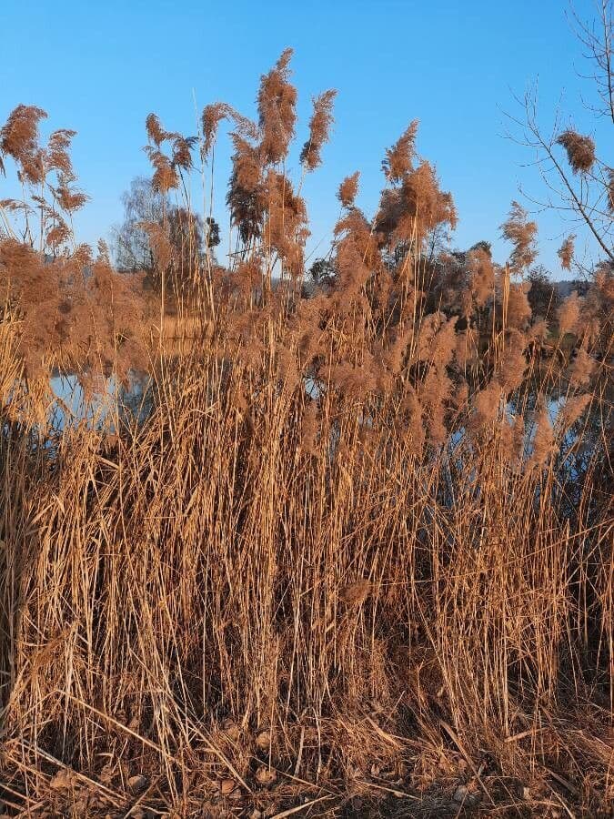 Reed in natural water environment with feathery flower plumes