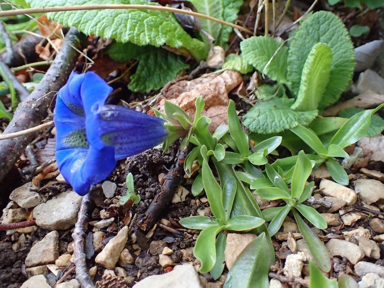 Schmalblatteriger Enzian mit tiefblauen Trompetenbluten auf Kalkschotter