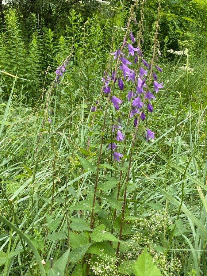 European bellflower in full bloom climbing along a garden fence in partial shade