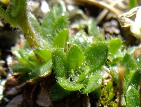 Saxifraga androsacea in Blüte in alpinem Berglebensraum