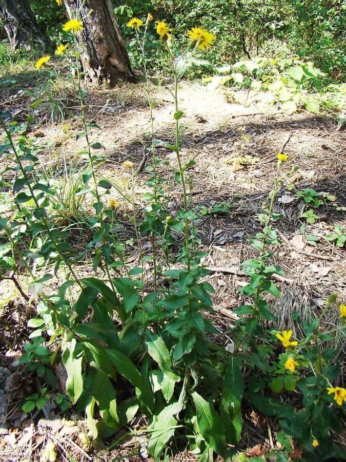 Yellow flowers of Hieracium racemosum