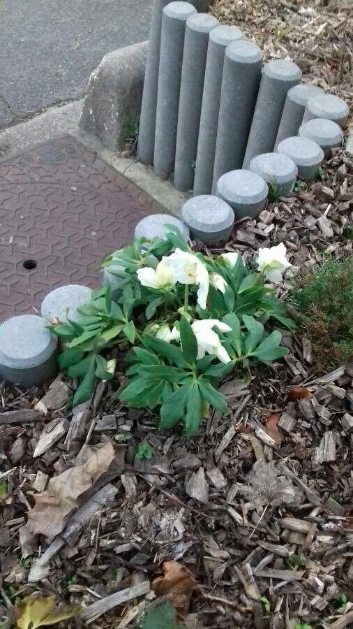 Fleurs blanches de la Rose de Noël (Helleborus niger) en hiver parmi des feuilles persistantes