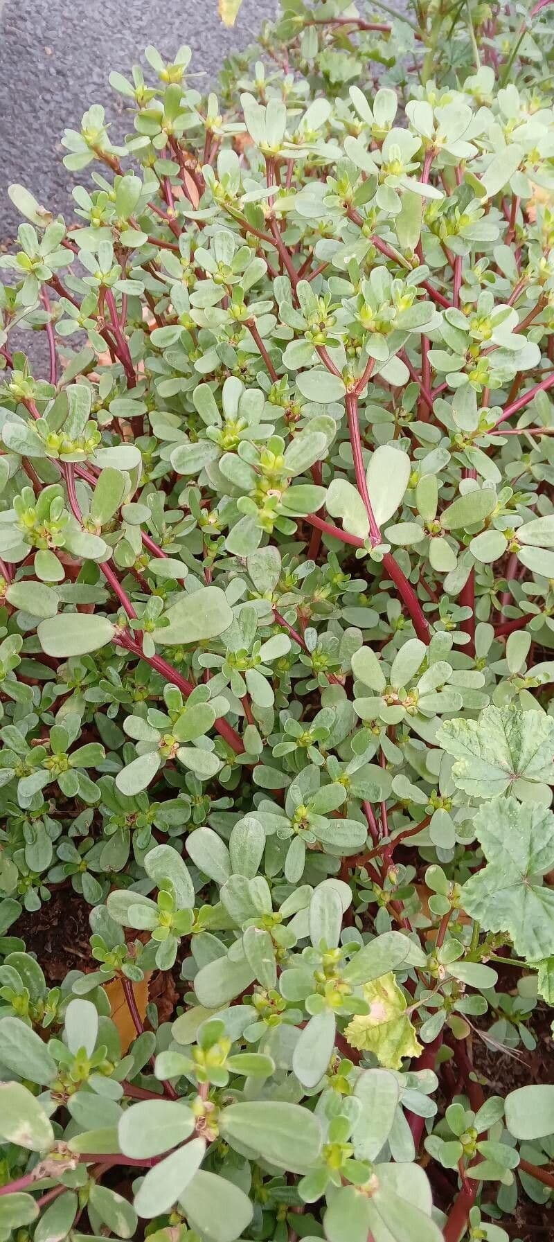 Purslane plant with yellow flowers and succulent leaves