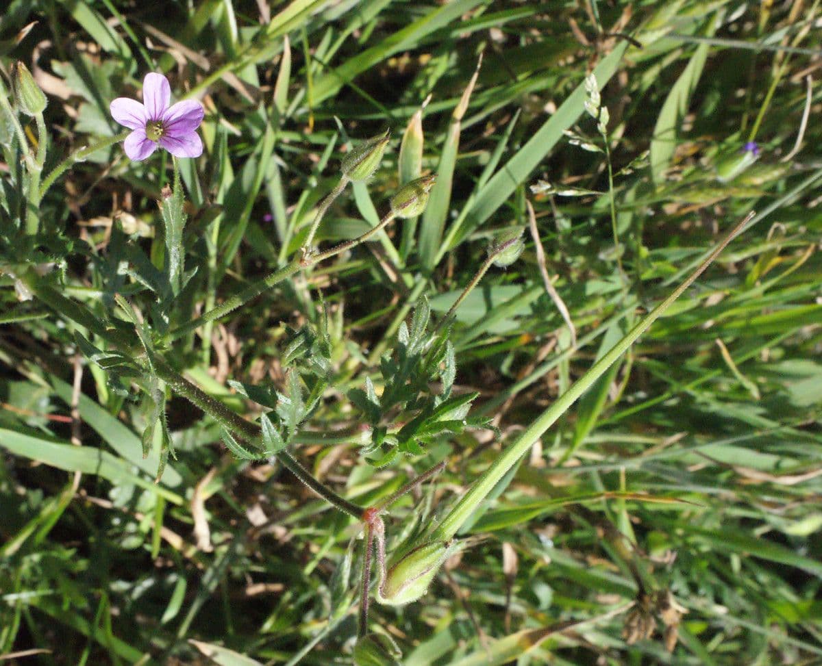 Erodium botrys mit violetten Blüten und charakteristischen Samenschoten