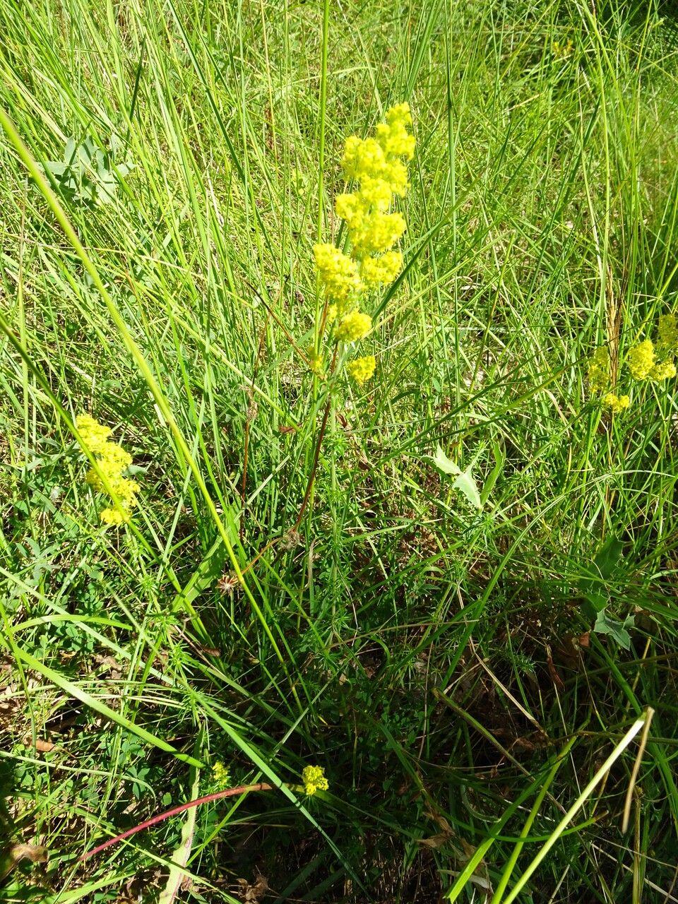 Clumps of bright yellow flowers of yellow bedstraw in a sunny meadow setting