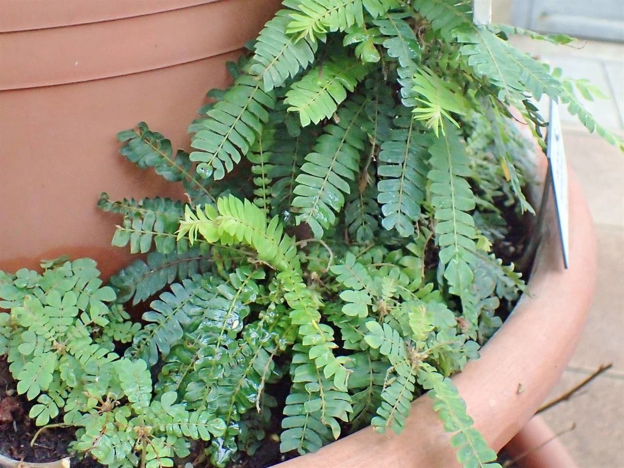 Lifeplant with characteristic sensitive leaves that fold when touched