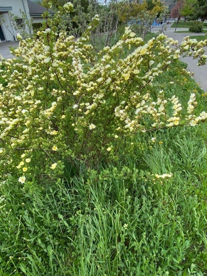Rose d'or jaune avec fleurs jaunes doubles eclatantes