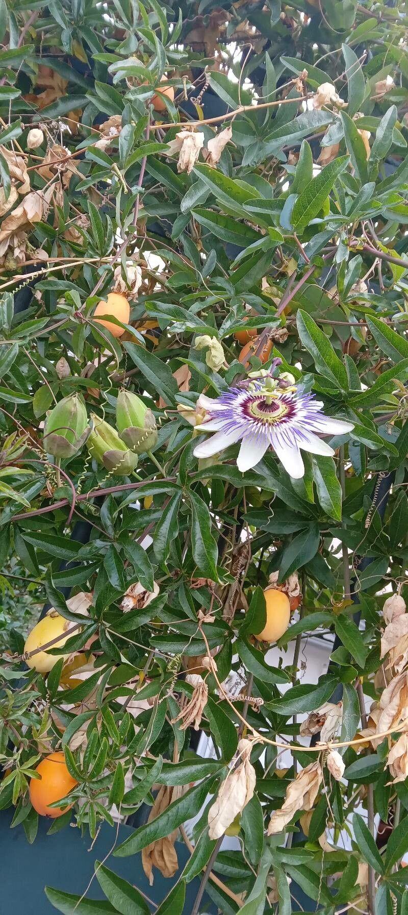 Blaue Passionsblume in voller Blüte an einer Holzpergola