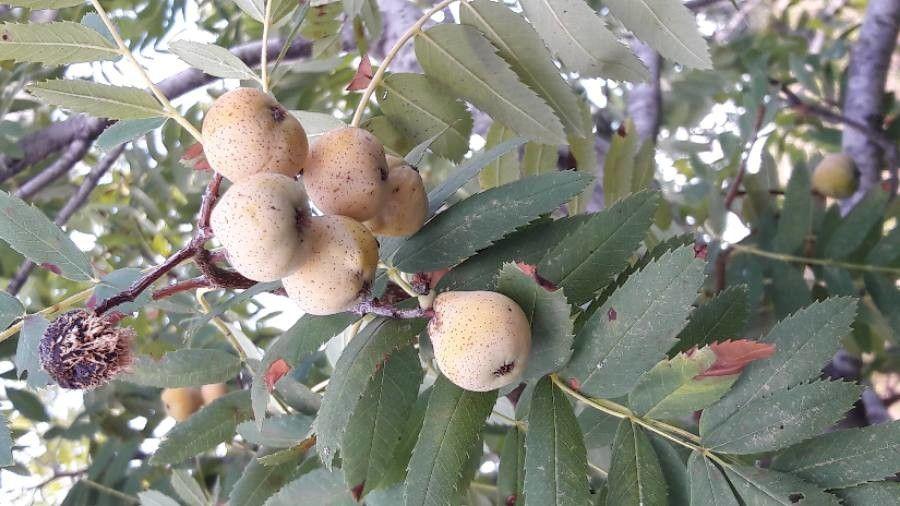 Tamme lijsterbes in herfstkleuren met rijpe vruchten