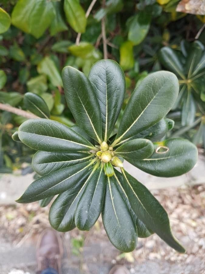 Pittosporum tobira avec feuilles vertes brillantes et fleurs blanches
