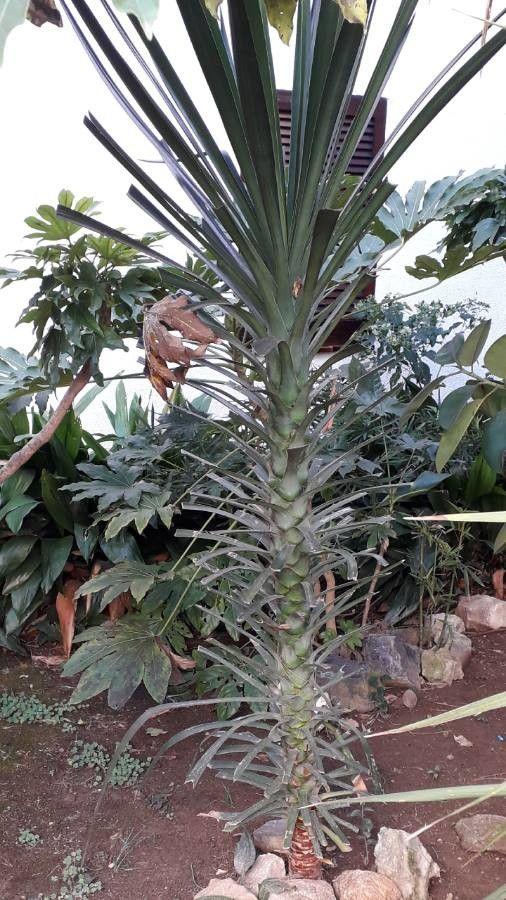 Yucca aloifolia avec des feuilles rigides et pointues et des fleurs blanches en plein soleil
