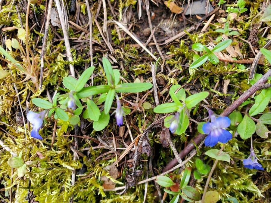 Collinsia parviflora small blue and white two-lipped flowers on fine stems