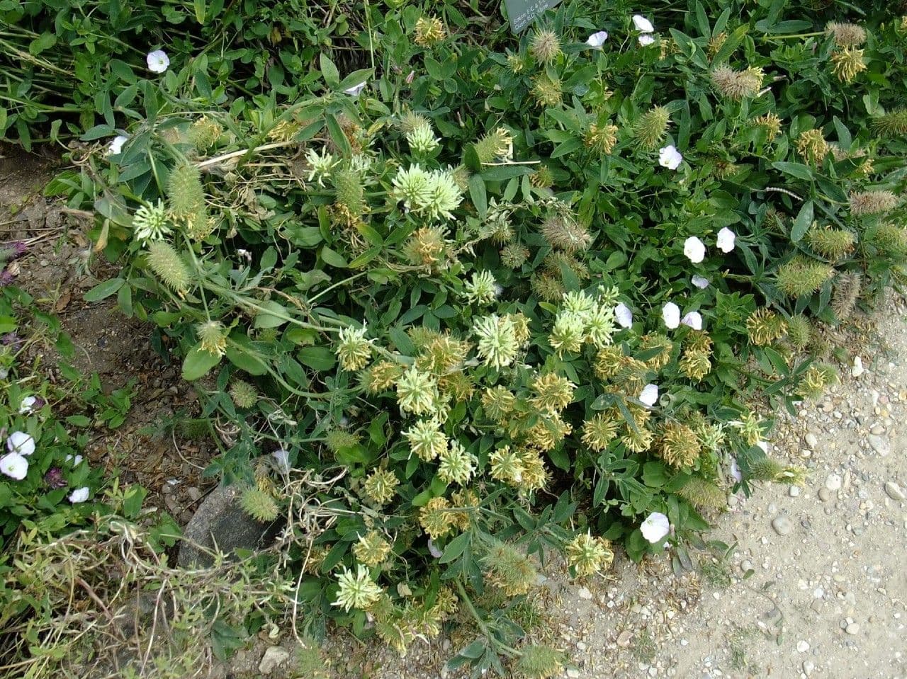 Hungarian clover with white flowers and fine foliage