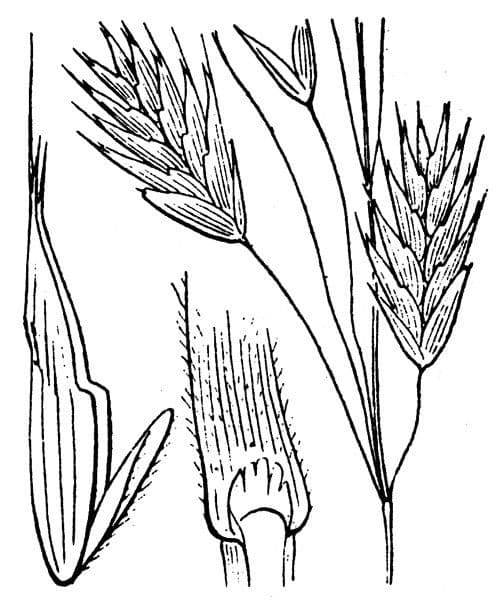 Bromus bromoideus Graspflanze