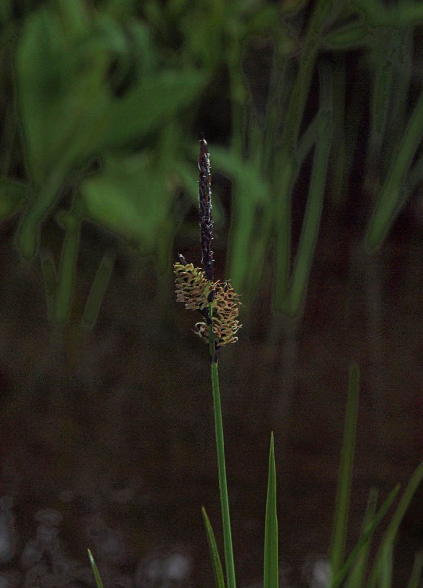 Carex raynoldsii forms dense mats in mountain meadows