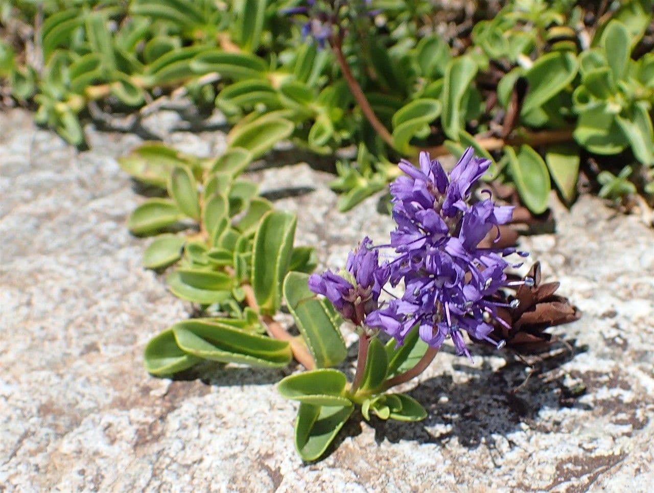 Veronica allionii met paarse bloemen in de bergen