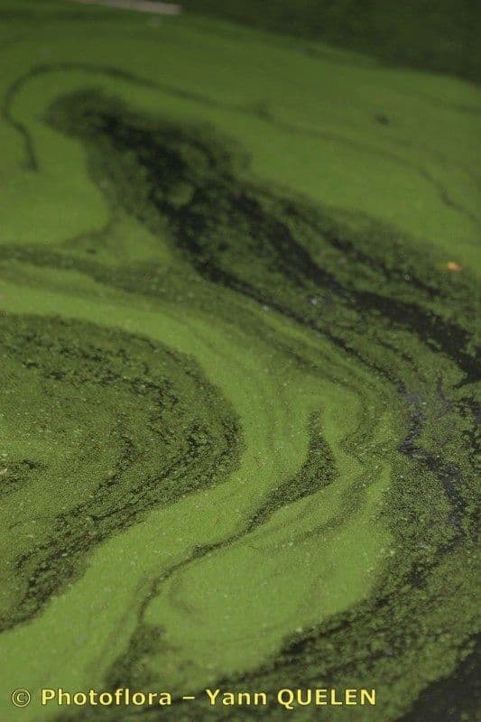 Wortelloos kroos (Wolffia arrhiza) - microscopische waterplanten
