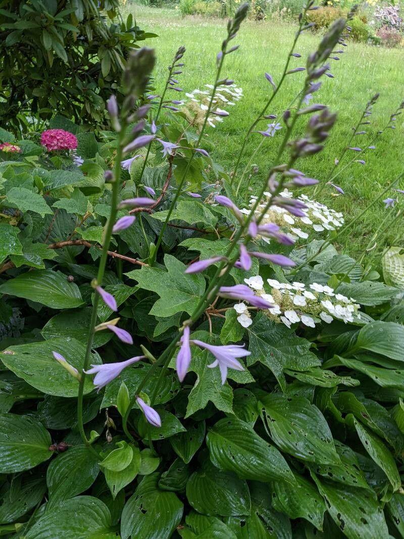 Hosta ventricosa mit breiten Blättern und purpurblauen glockenförmigen Blüten in einem schattigen Gartenbereich