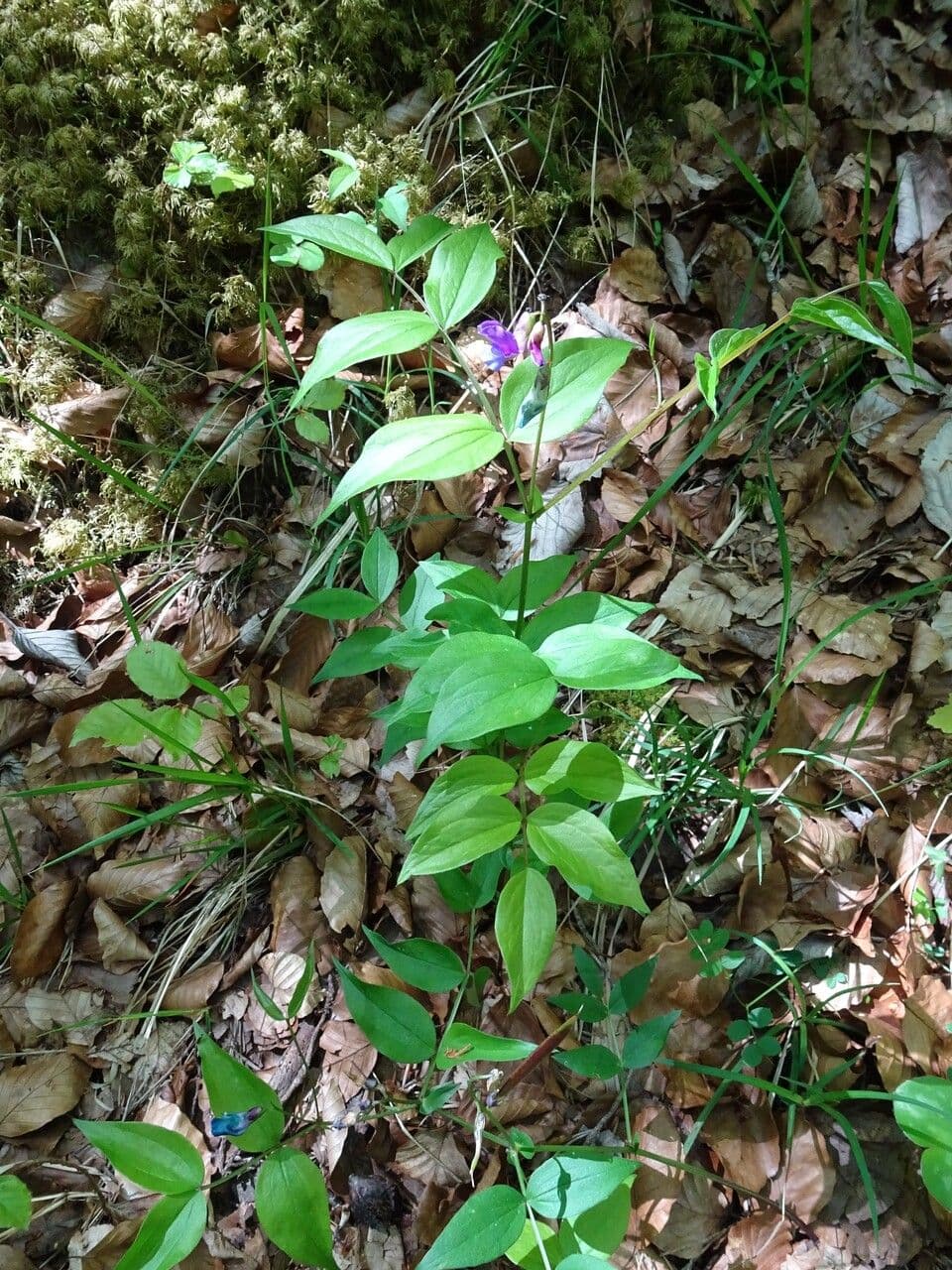 Purple and red flowers of Spring-vetch (Lathyrus vernus) in early spring