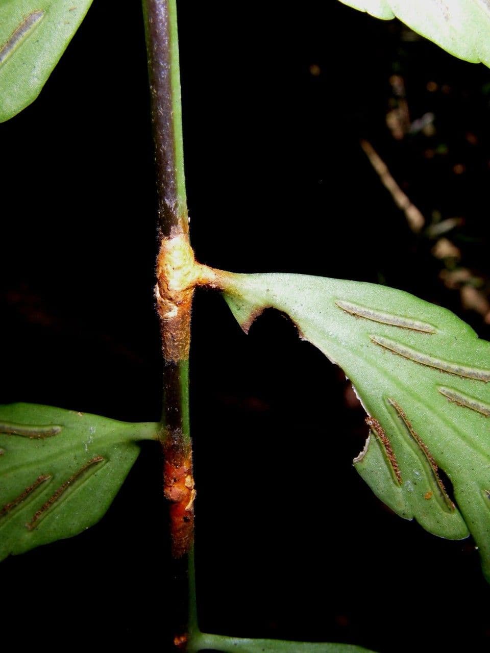 Walnut Spleenwort fern with fine green fronds