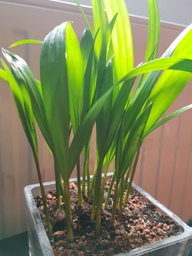 Glanzende groene bladeren van Aspidistra elatior met bloemen