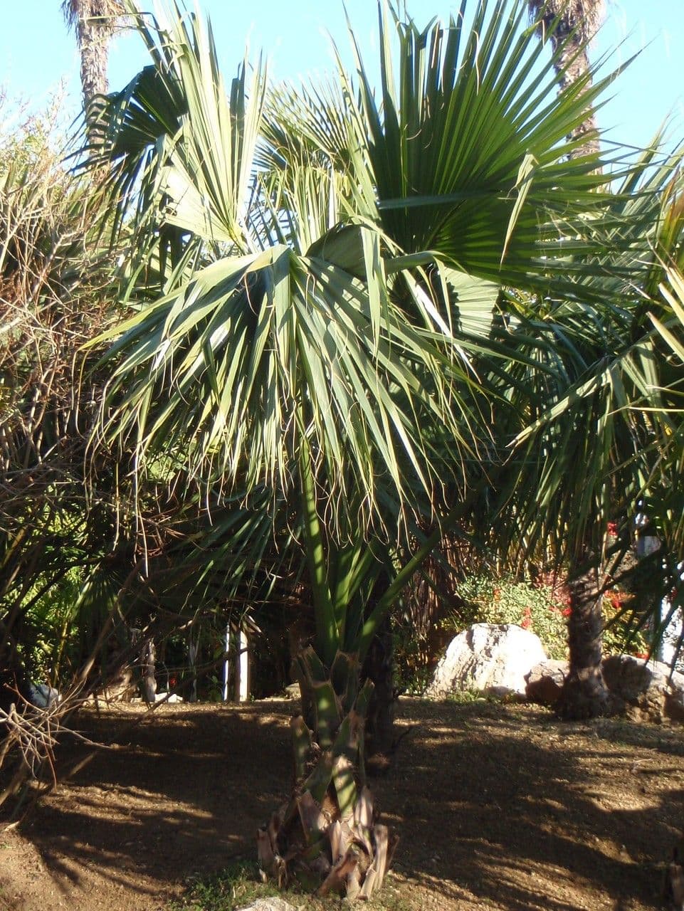 Sabal palmetto palm with characteristic fan-shaped fronds in full growth