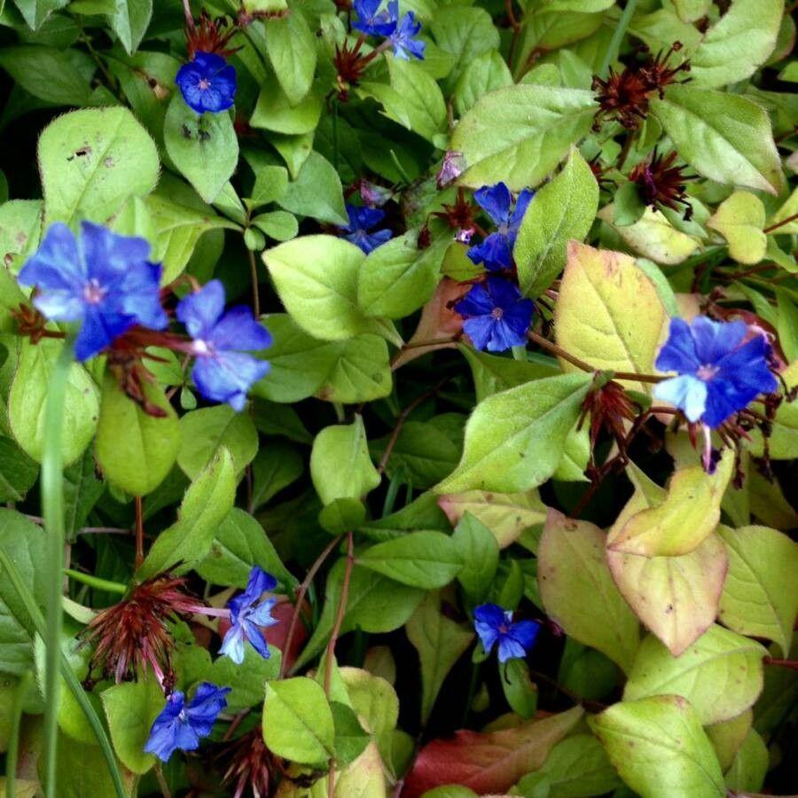 Cératostigma en pleine floraison dans un jardin rocheux ensoleillé, avec des fleurs bleu cobalt et un feuillage rouge automnal
