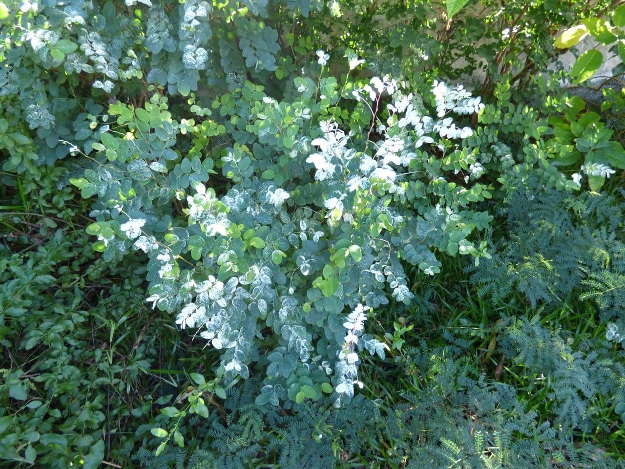 Plante Breynia disticha avec feuillage rouge-blanc caracteristique