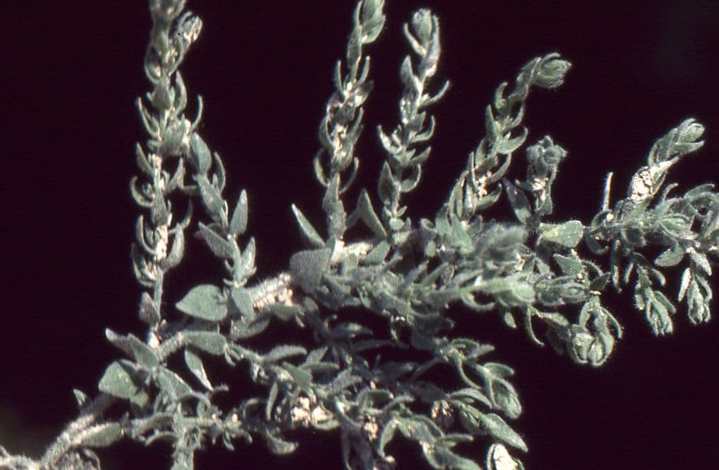 Cressa cretica with small green foliage and white flowers